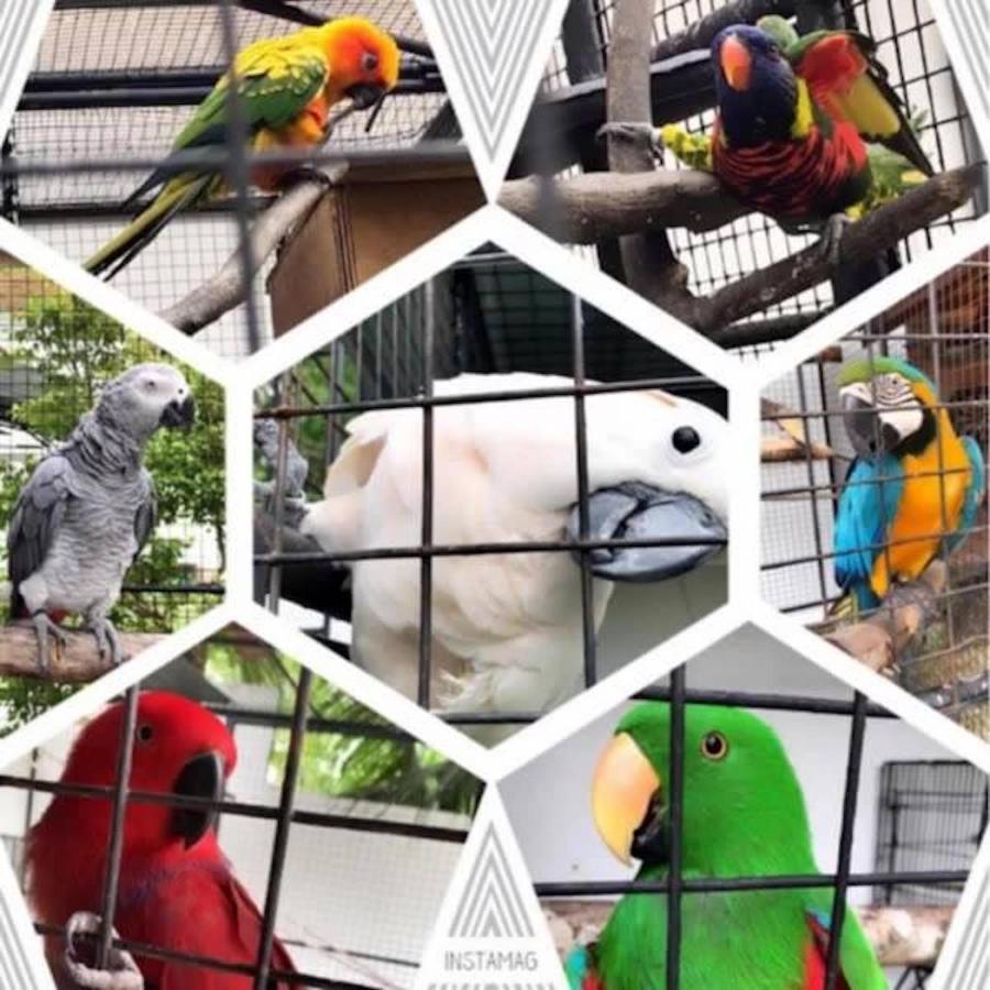 Parrot Resort Moalboal Dış mekan fotoğraf