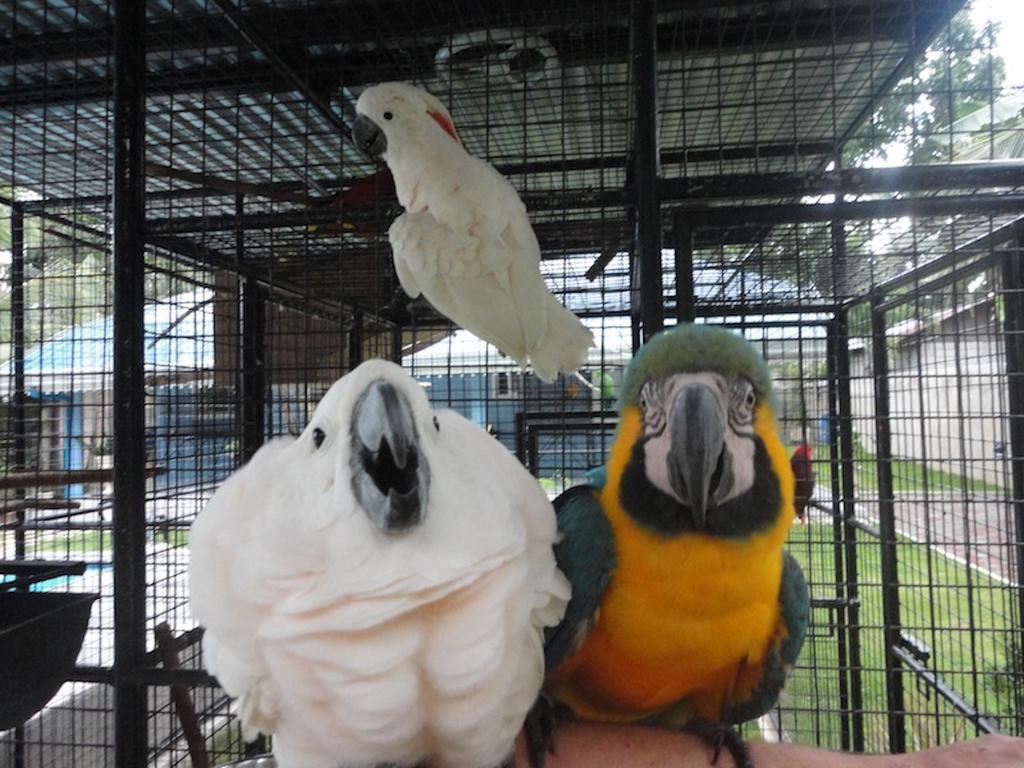 Parrot Resort Moalboal Dış mekan fotoğraf